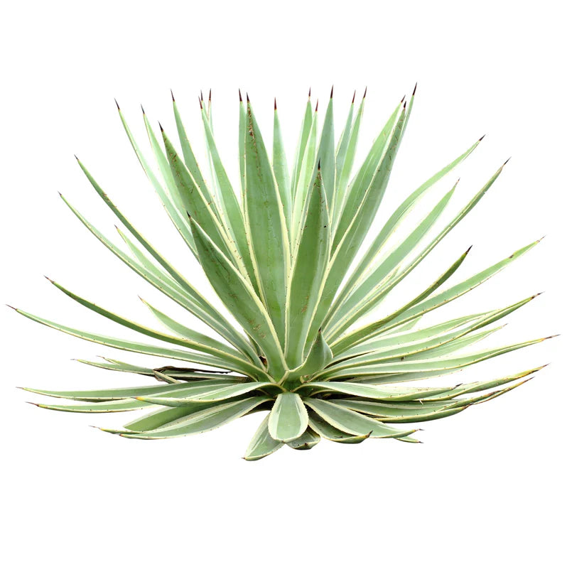 Agave Americana Marginata – The Striking Sentry Plant