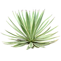Thumbnail for Agave Americana Marginata – The Striking Sentry Plant