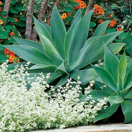 Agave Attenuata – The Spineless Century Plant