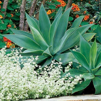 Thumbnail for Agave Attenuata – The Spineless Century Plant