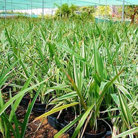 Thumbnail for Dianella tasmanica ‘Variegata’ – Tasman Flax Lily