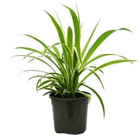 Thumbnail for Dianella tasmanica ‘Variegata’ – Tasman Flax Lily