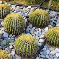 Thumbnail for Echinocactus Grusonii – Golden Barrel Cactus