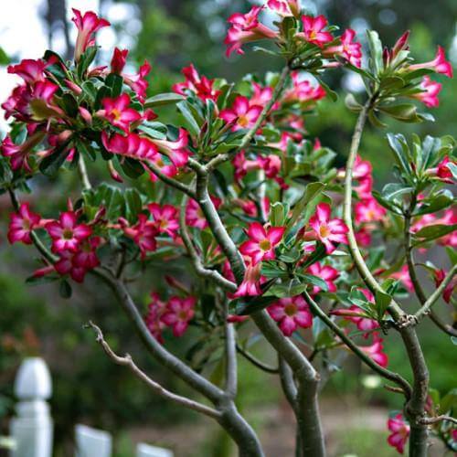 Adenium Obesum – Desert Rose