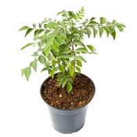 Thumbnail for Cestrum Nocturnum β Night Queen / Night-blooming Jasmine