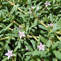 Thumbnail for Sesuvium Portulacastrum