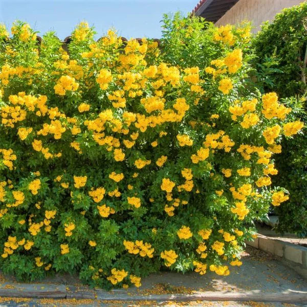 Tecoma Stans – Yellow Bells