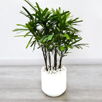 Thumbnail for Rhapis Excelsa – Miniature Fan Palm – Lady Palm – Bamboo Palm