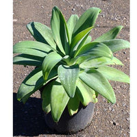 Thumbnail for Agave Attenuata – The Spineless Century Plant