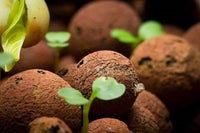 Thumbnail for Hydro Stones / Clay Pebbles – Ideal for Soil Moisture & Aeration