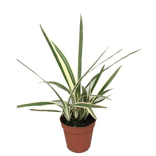 Dianella tasmanica ‘Variegata’ – Tasman Flax Lily