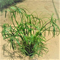 Thumbnail for Cyperus Alternifolius, Umbrella Papyrus