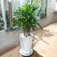 Thumbnail for Rhapis Excelsa – Miniature Fan Palm – Lady Palm – Bamboo Palm