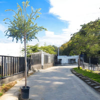 Thumbnail for Callistemon Viminalis – Bottle Brush Tree