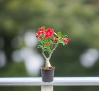 Thumbnail for Adenium Obesum – Desert Rose