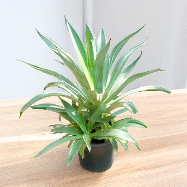 Agave Desmettiana – Smooth Agave