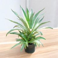 Thumbnail for Agave Desmettiana – Smooth Agave