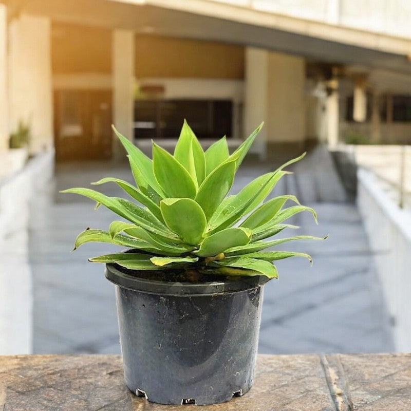 Agave Attenuata – The Spineless Century Plant