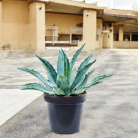 Thumbnail for Agave Americana – The Iconic Century Plant