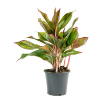 Thumbnail for Aglaonema Plant – King of Siam Plant