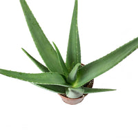 Thumbnail for Aloe Vera Plant