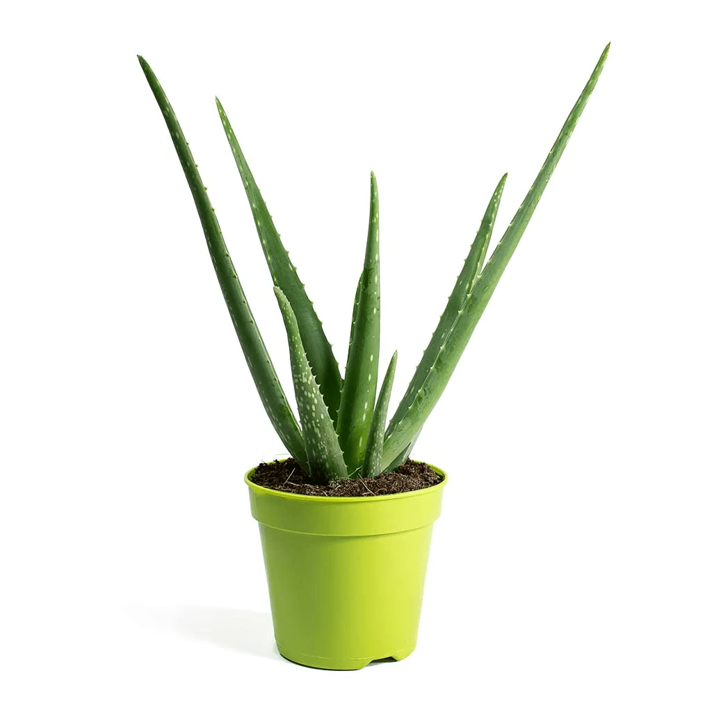 Aloe Vera Plant
