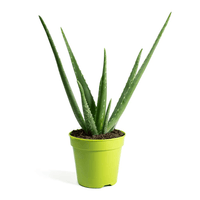 Thumbnail for Aloe Vera Plant