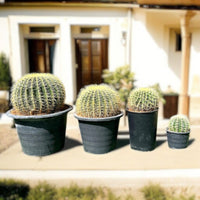 Thumbnail for Echinocactus Grusonii – Golden Barrel Cactus