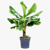 Thumbnail for Musa Spp – Banana Tree