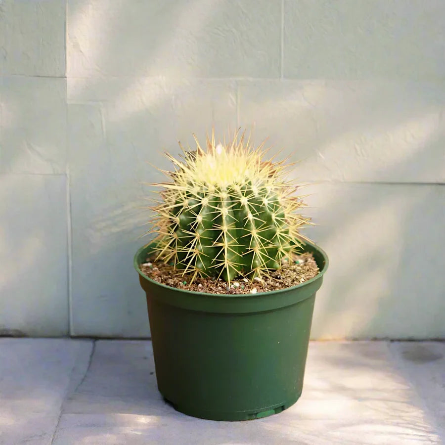 Echinocactus Grusonii – Golden Barrel Cactus