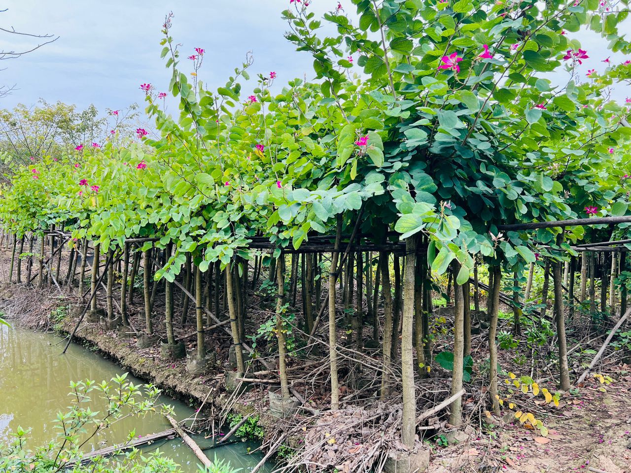 Bauhinia purpurea – Purple Orchid Tree