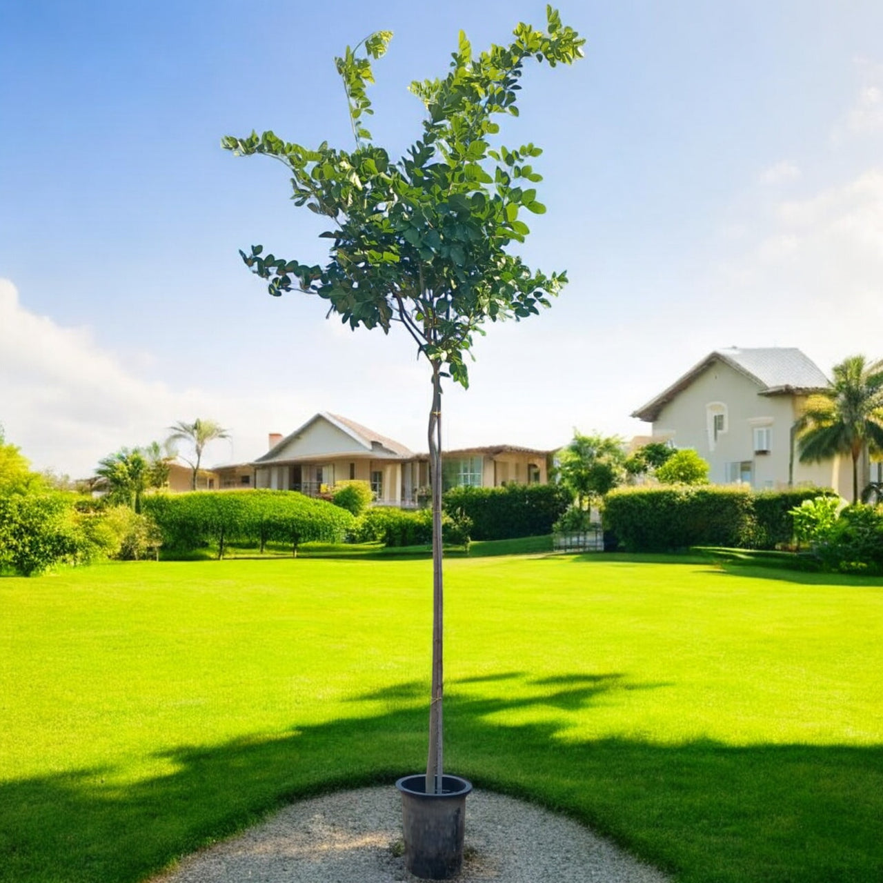 Bombax Ceiba – Red Silk Cotton Tree (Simbal)
