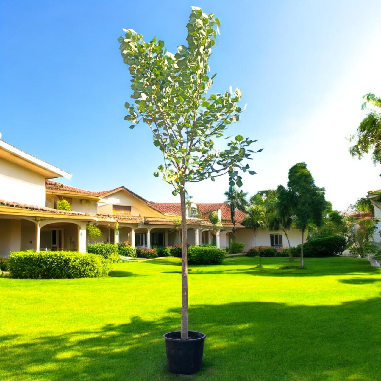 Bombax Ceiba – Red Silk Cotton Tree (Simbal)