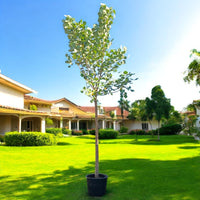 Thumbnail for Bombax Ceiba – Red Silk Cotton Tree (Simbal)