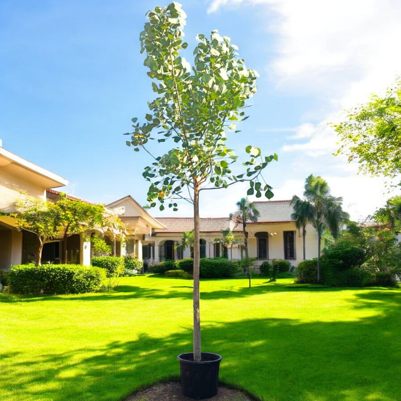 Bombax Ceiba – Red Silk Cotton Tree (Simbal)