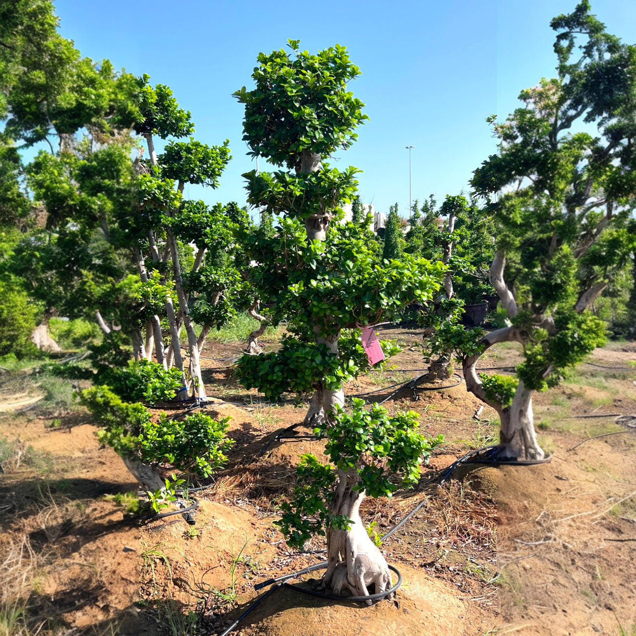 Ficus Bonsai - Microcarpa - S Shaped