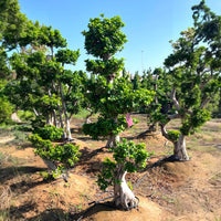 Thumbnail for Ficus Bonsai - Microcarpa - S Shaped