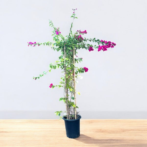 Bougainvillea Plant – 4 Stick multi Colors