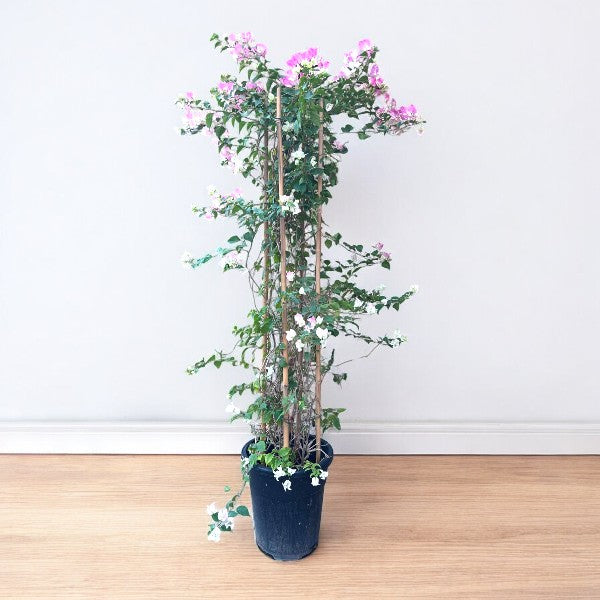 Bougainvillea Plant – 4 Stick multi Colors