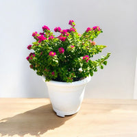 Thumbnail for Bougainvillea – Pink Pixie