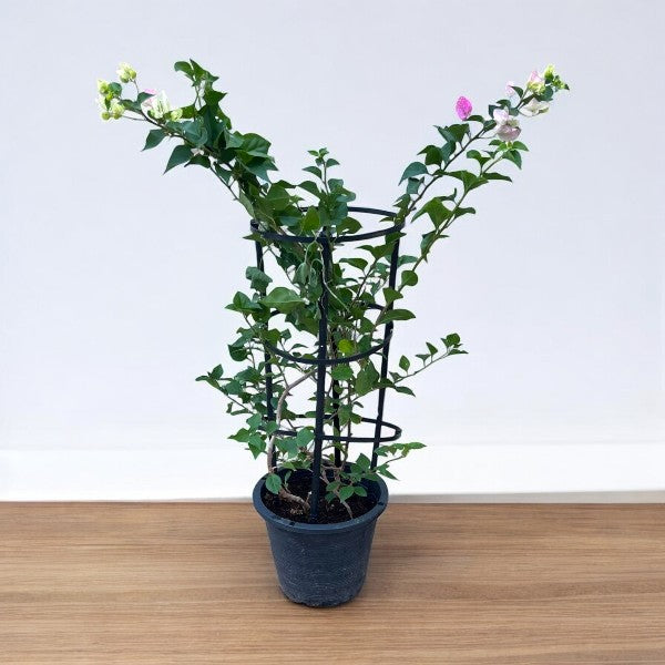 Bougainvillea Plant – 4 Stick multi Colors