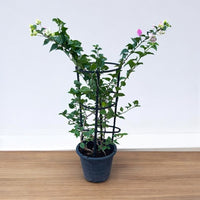 Thumbnail for Bougainvillea Plant – 4 Stick multi Colors
