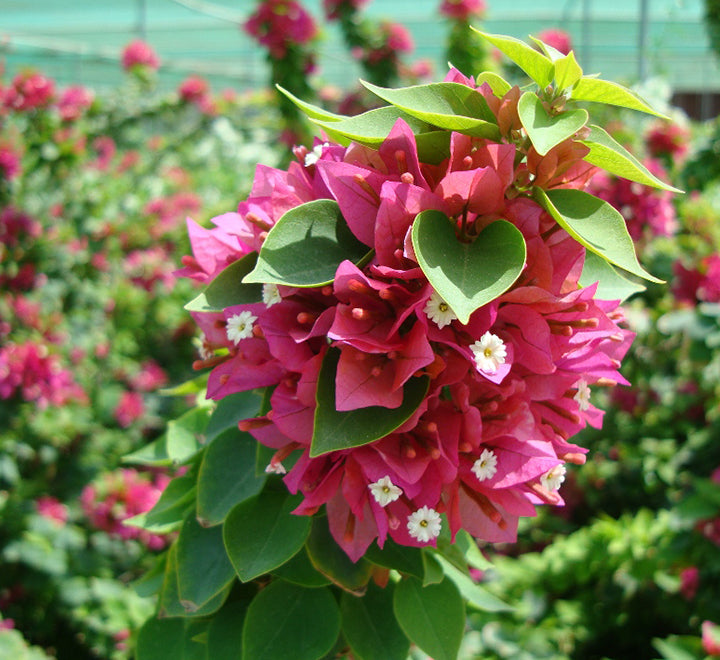 Bougainvillea – Pink Pixie