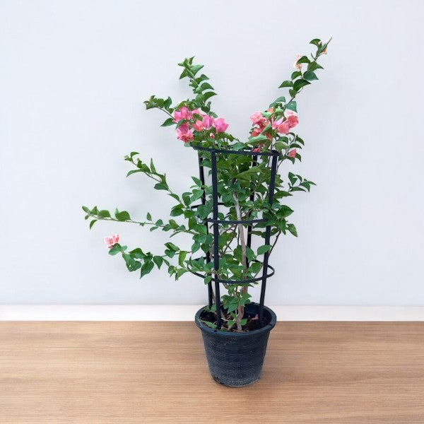 Bougainvillea Plant – 4 Stick multi Colors