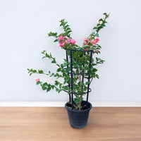 Thumbnail for Bougainvillea Plant – 4 Stick multi Colors