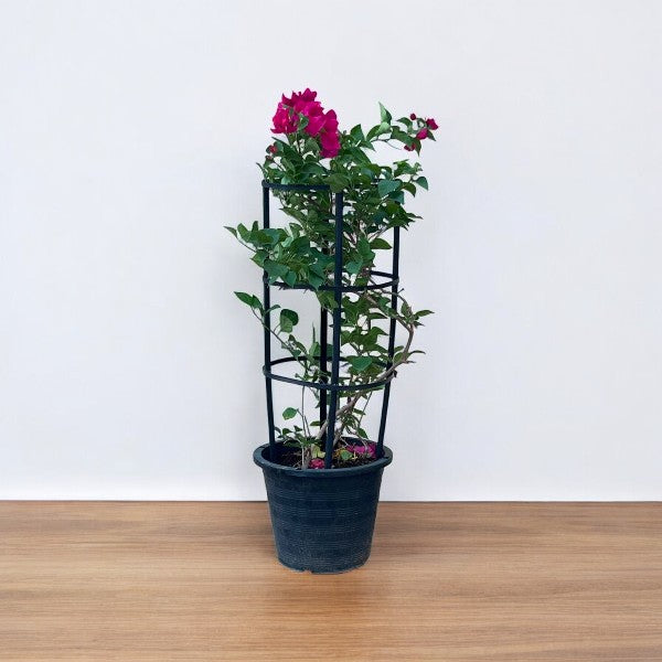 Bougainvillea Plant – 4 Stick multi Colors