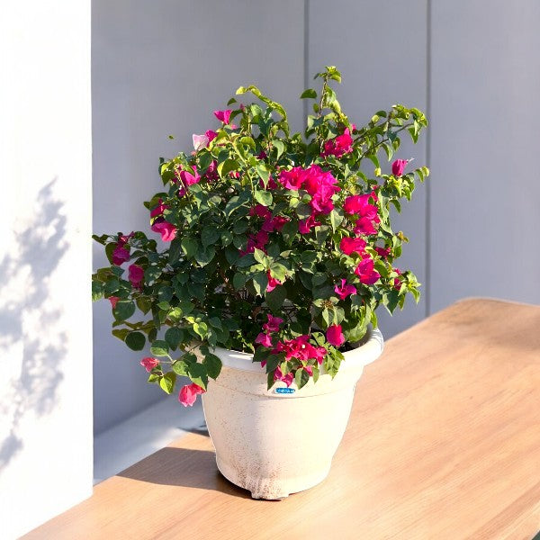 Bougainvillea Glabra – Paperflower Vine