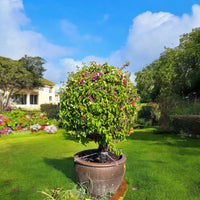 Thumbnail for Bougainvillea Pompom – Ball Shape