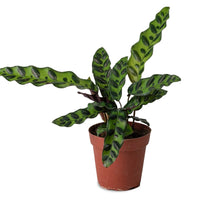 Thumbnail for Calathea Lancifolia Plant – Rattlesnake plant