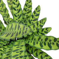 Thumbnail for Calathea Lancifolia Plant – Rattlesnake plant